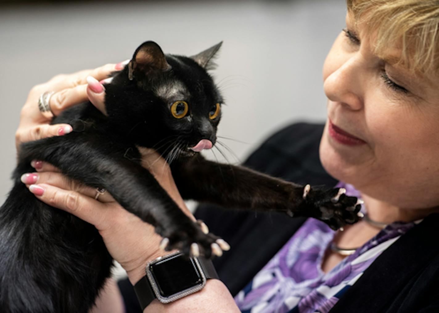 "Joker," a Bombay, stuck out his tongue and claws as he was judged by Kathy Black, of Duncan, Oklahoma, Saturday at the Saintly City Cat Show. ] Aaron Lavinsky ¥ aaron.lavinsky@startribune.com