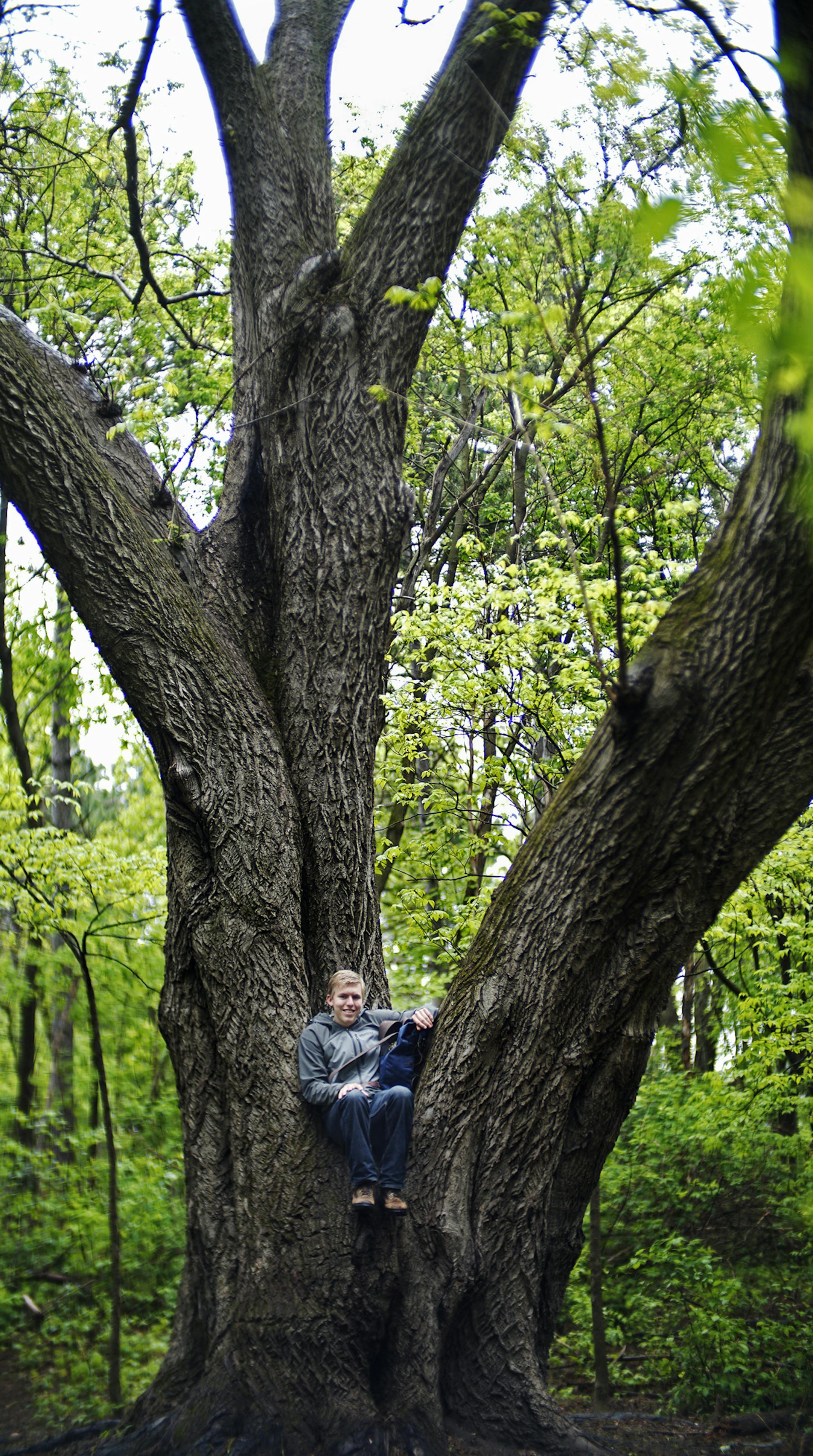 Big tree hunter Riley Smith shows off a giant butternut tree in the walnut family at Reservoir Wood Park.] Richard Tsong-Taatarii/rtsong-taatarii@startribune.com