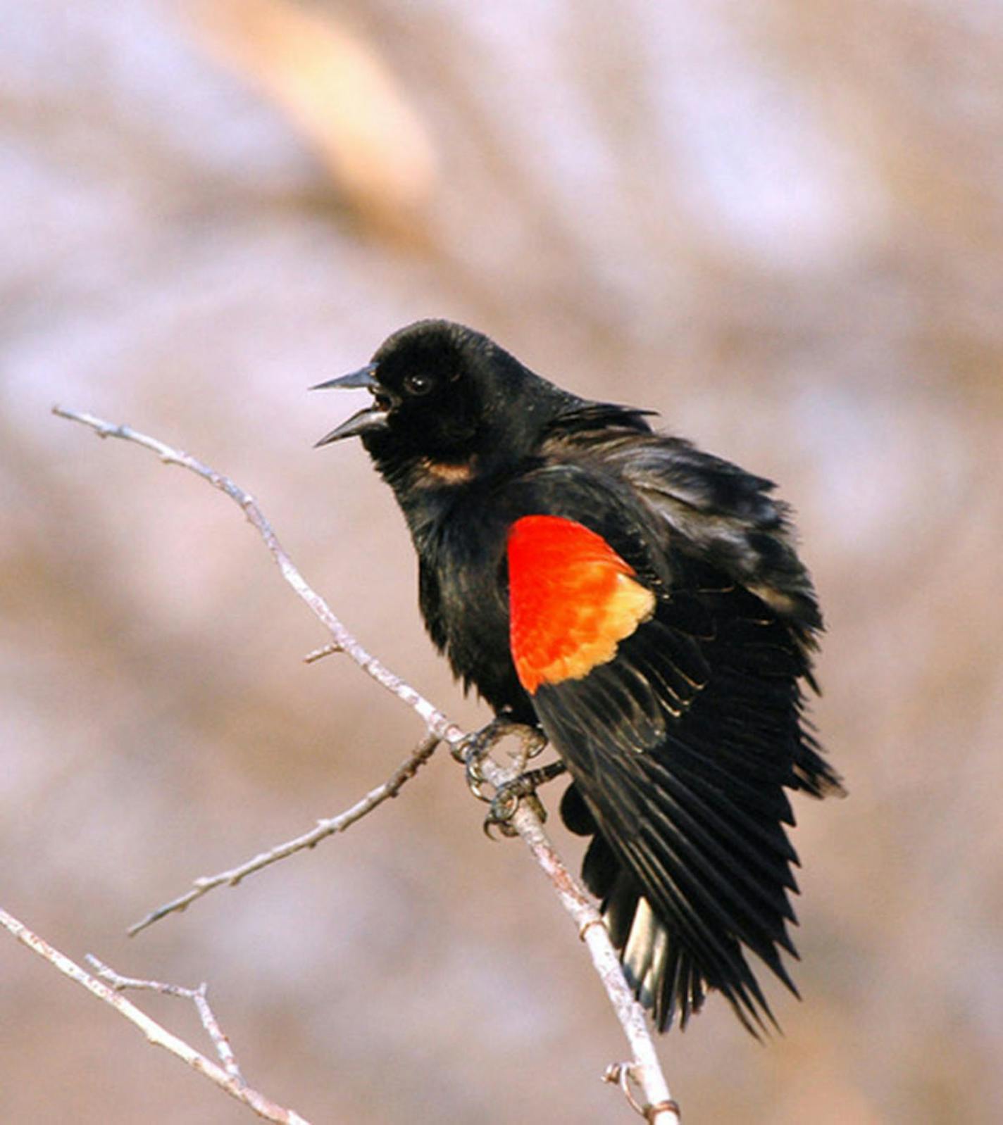 A red-winged blackbird's shoulder patch sends several signals.Jim Williams photo