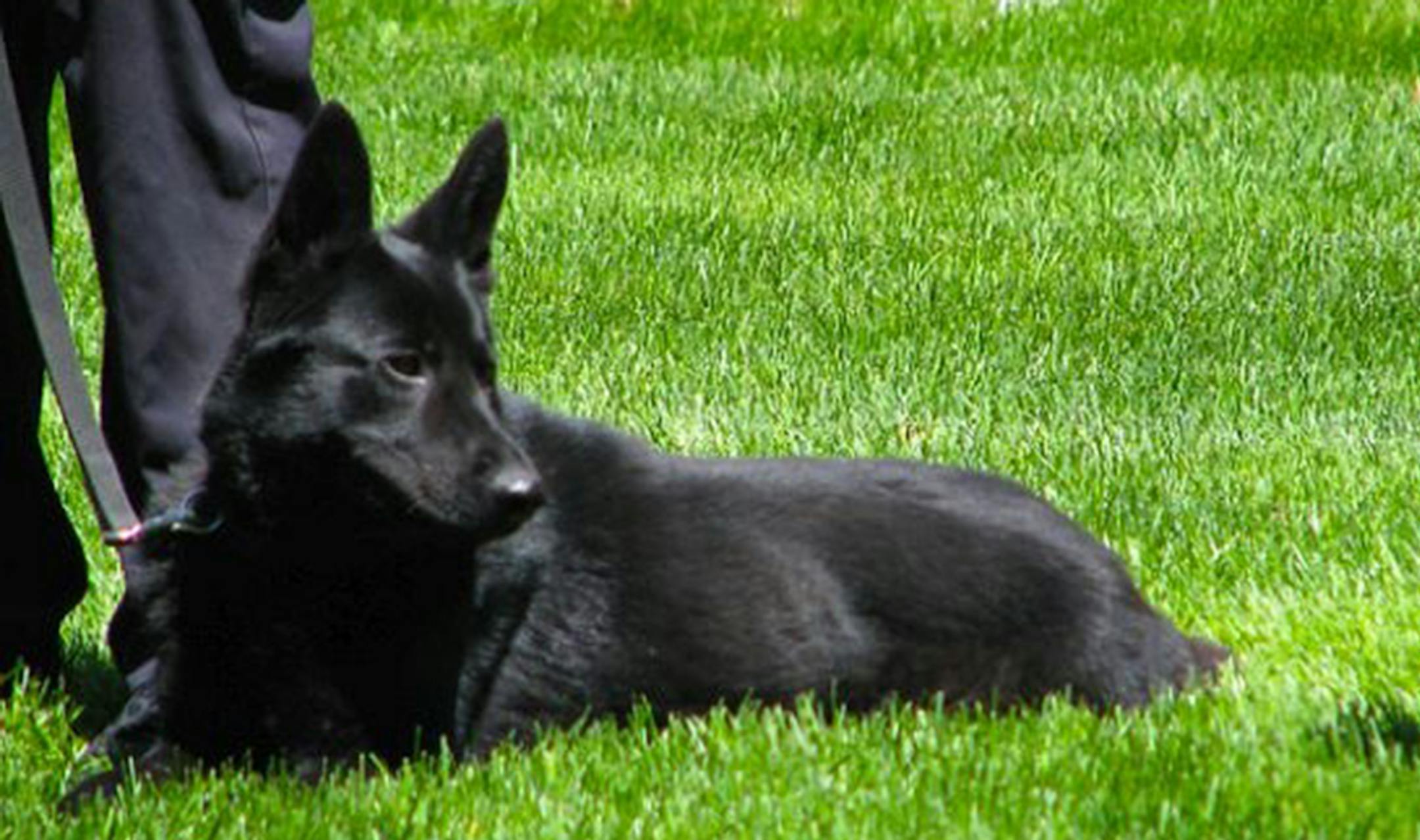 Ozzy, Hastings Police Dept. K-9