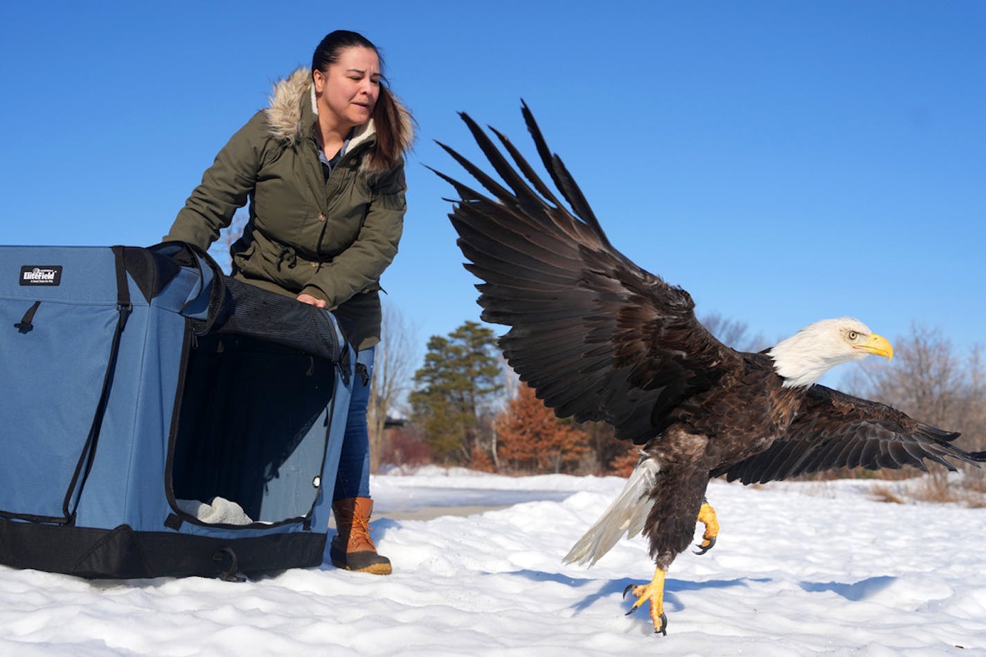 Kathryn Rasp, a veterinarian intern at The Raptor Center, lifts a screen to release bald eagle 22-956 back into the wild after recovering from poisoning Saturday, Feb. 18, 2023 at the Carpenter Nature Center in Hastings, Minn. ] ANTHONY SOUFFLE • anthony.souffle@startribune.com