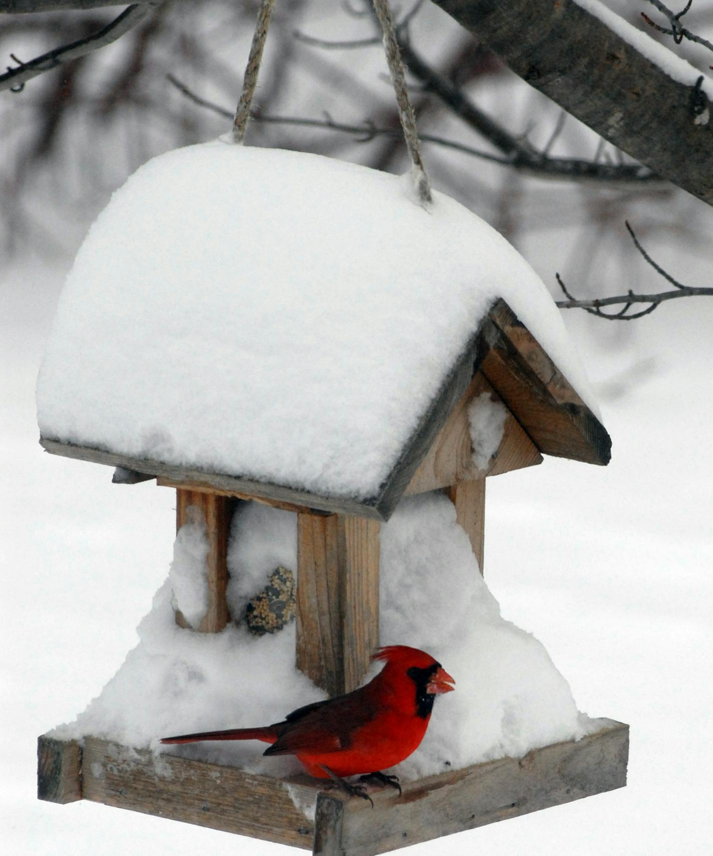 RICHARD SENNOTT&#x2022;rsennott@startribune.com
Medina, Mn. Friday 3/2/2007 Winter Storm
This bird feeder was snowed in for a Cardinal in the early morning.