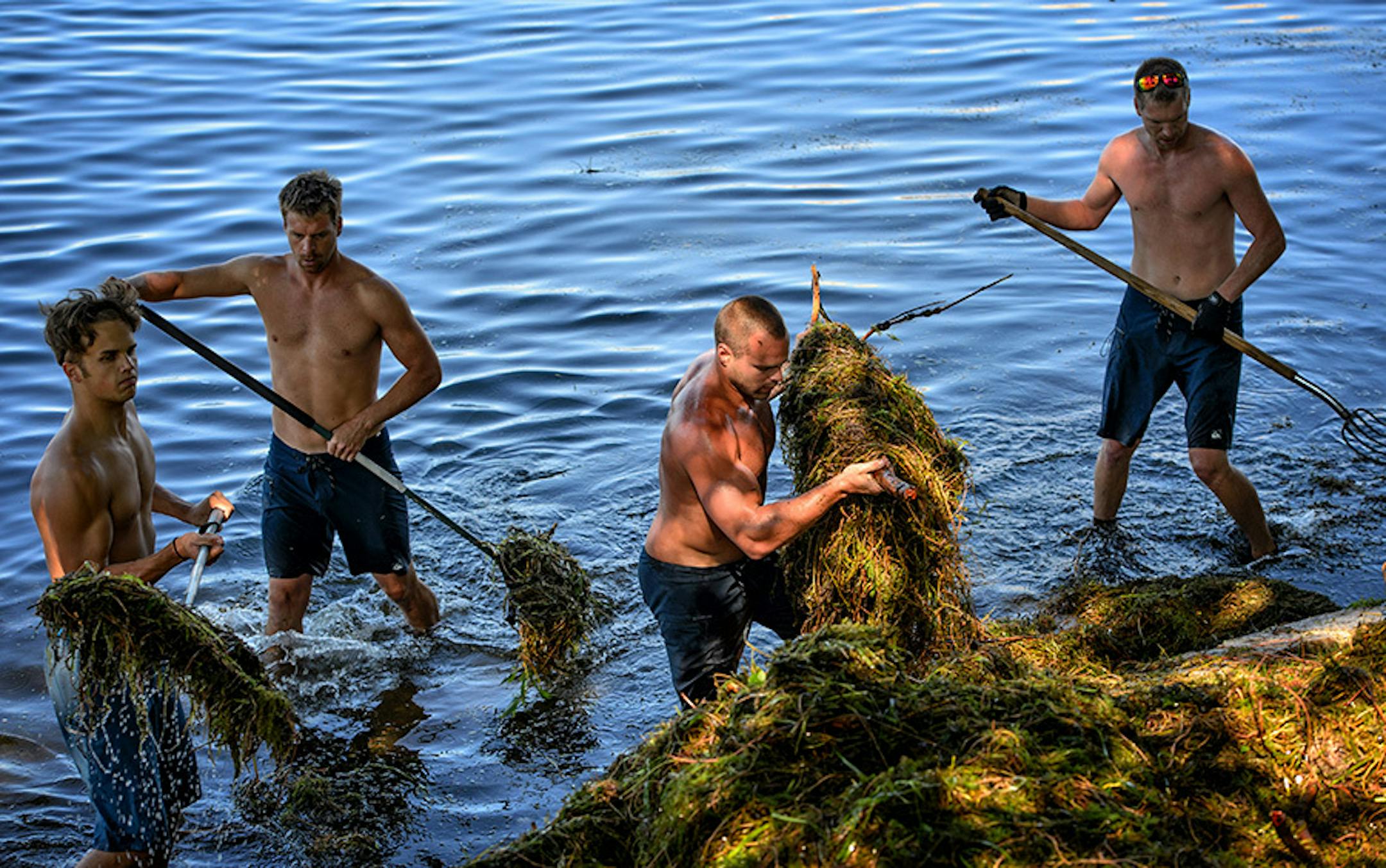 Life's A Beach Shoreline Services owner Josh Leddy, center, pulled a heavy pile of lake weeds from the Lake Minnetonka shoreline. ] GLEN STUBBE * gstubbe@startribune.com Tuesday, July 21, 2015 Life's A Beach Shoreline Services crew cleaned lake weeds including milfoil for a customer who lives on Lake Minnetonka.