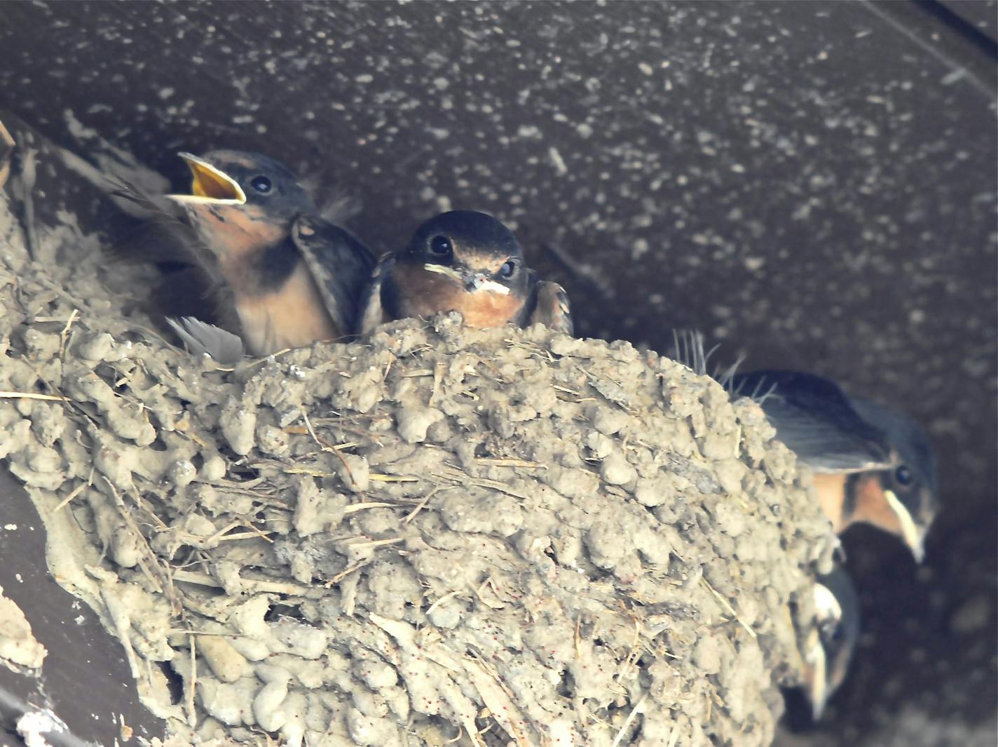 Young barn swallows are on the lookout for parents returning with insect meals. credit: Jim Williams