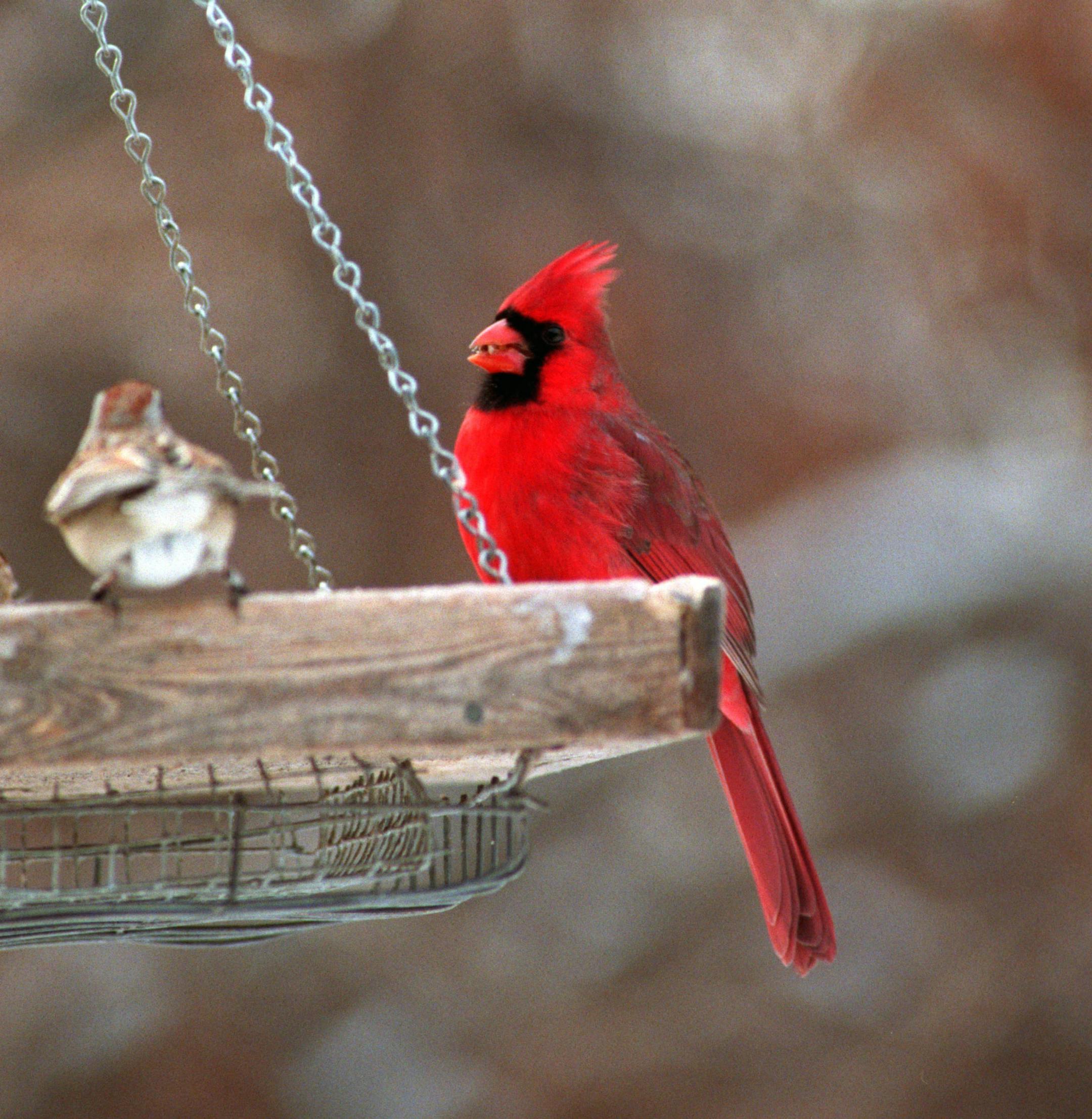 BIRDS - Bird Feeding - H&G - Springbrook Nature Center, Fridley. -- This cardinal shared a suspended feeder with a sparrow.