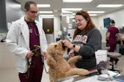 Rachellee Sigler, a certified vet tech, fed Gary, a 4-year-old goldendoodle, before she and fourth-year vet student Andrew Kaplan did an examination a