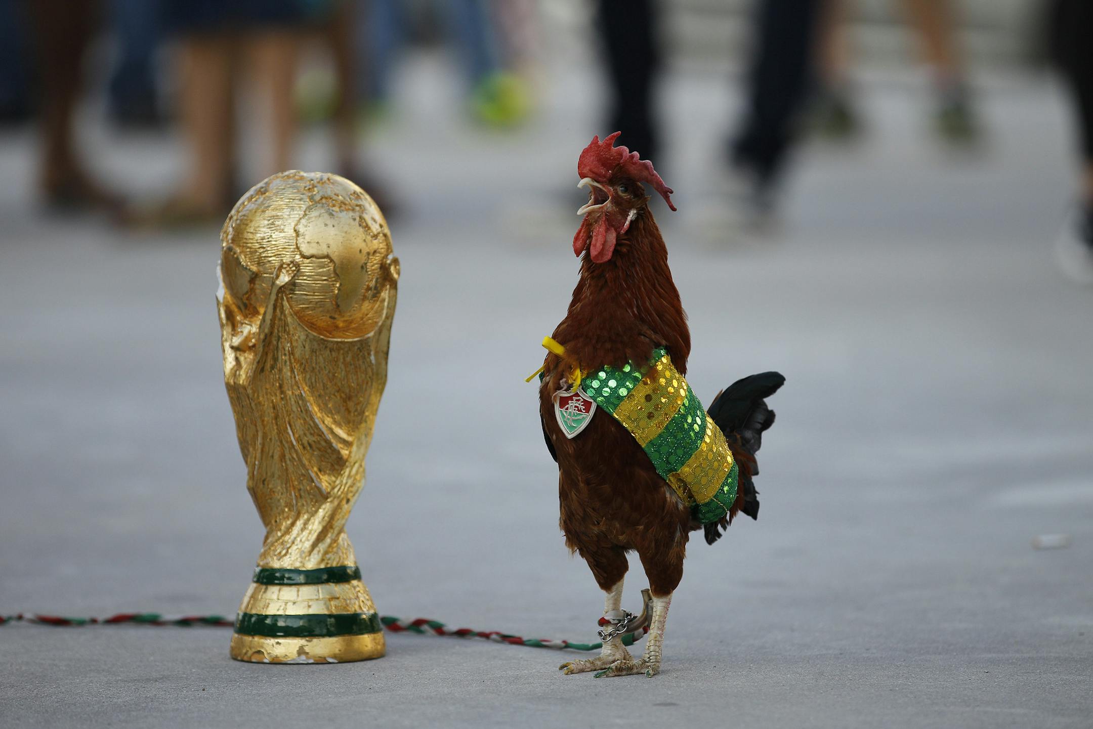 In this Wednesday, June 11, 2014 photo, a pet rooster named Paquita Fred stands next to a replica of the World Cup trophy in front of Maracana stadium, in Rio de Janeiro, Brazil. The 11-year-old rooster wearing a cape with the colors of the Brazilian national soccer team and a medallion of the local Fluminense soccer club gets his name from Fred, the Brazilian footballer who plays as a striker for Fluminense and is now one of the members of the national soccer team. (AP Photo/Leo Correa)