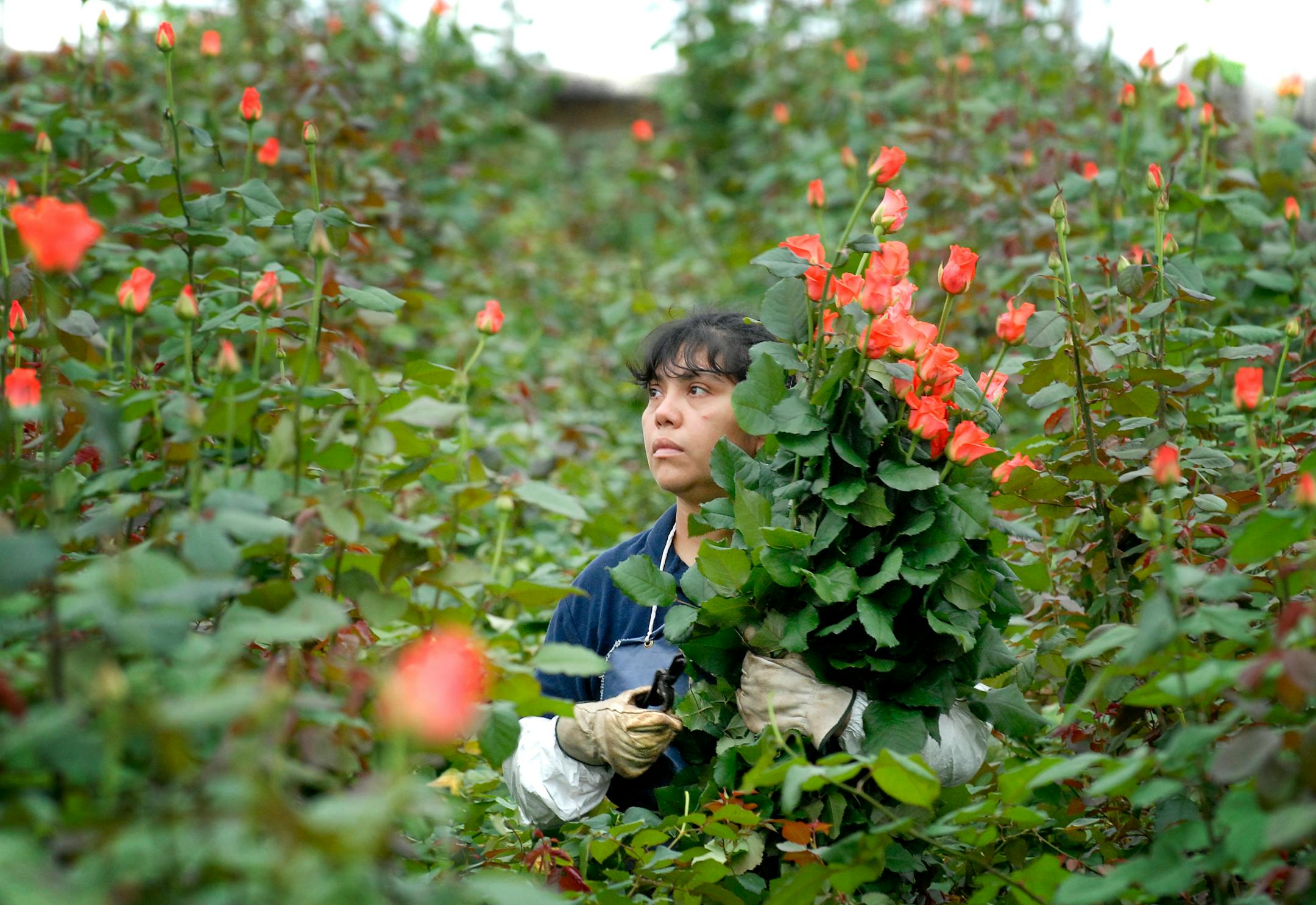 Monica Alvarez harvested Wow variety roses at Len Busch Roses, where workers have put in 60 to 80 hours over the last week as part of the rush before Valentine's Day.