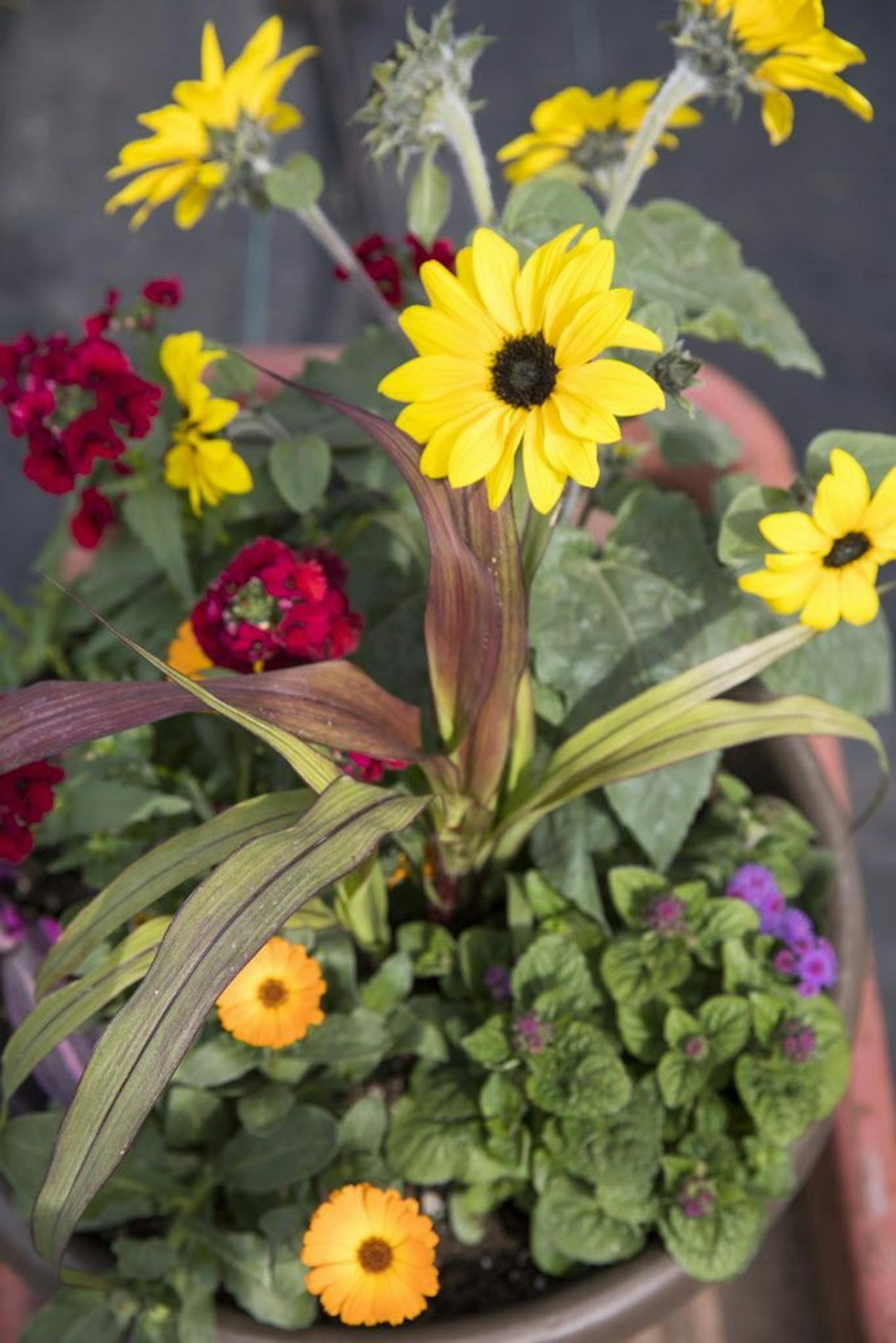 For the recipe for GOOD MORNING SUNSHINE, see story.