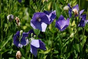 Removing the individual blooms of balloon flowers as they fade will keep this plant looking its best. 