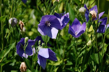 Removing the individual blooms of balloon flowers as they fade will keep this plant looking its best. 