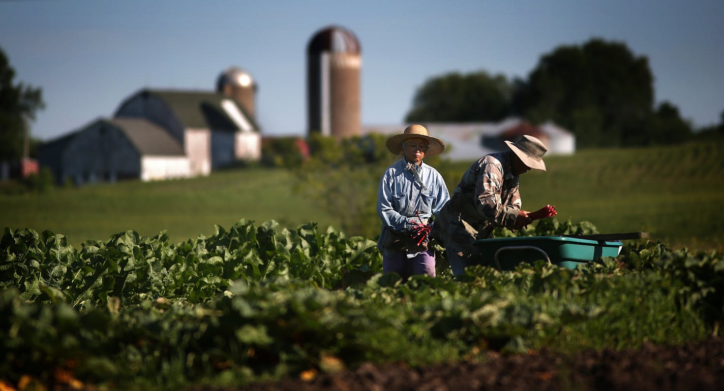 Phua, left, and Blia Thao harvested rhubarb on their farm in Spring Valley, Wis. They provide produce for a food hub that was founded by the Pohlad Family Foundation.