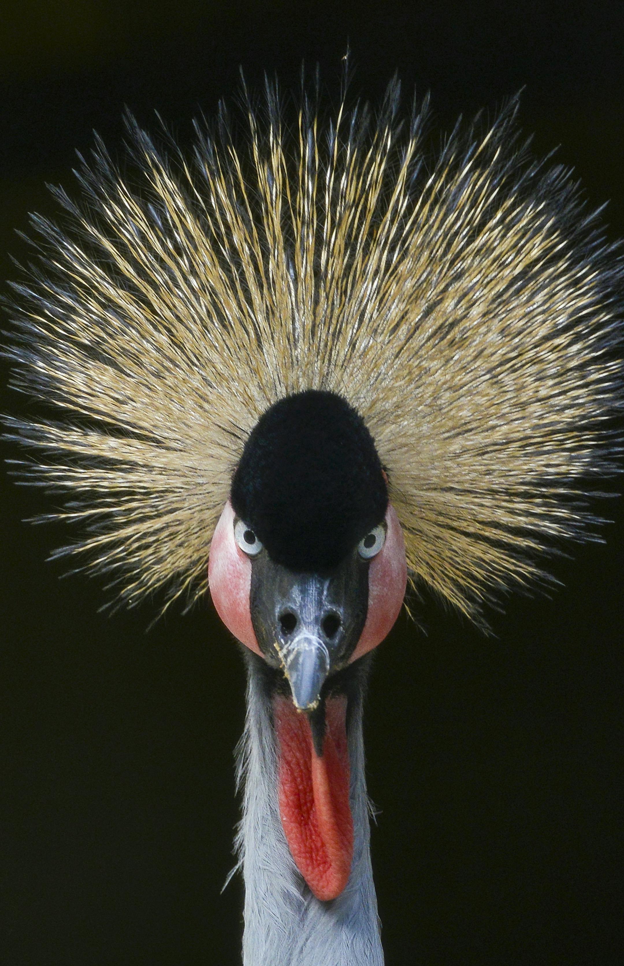 E African Crowned Crane, (Balearica regulorum gibbericeps), captive, credit: Pandemonium Aviaries/M.D.Kern