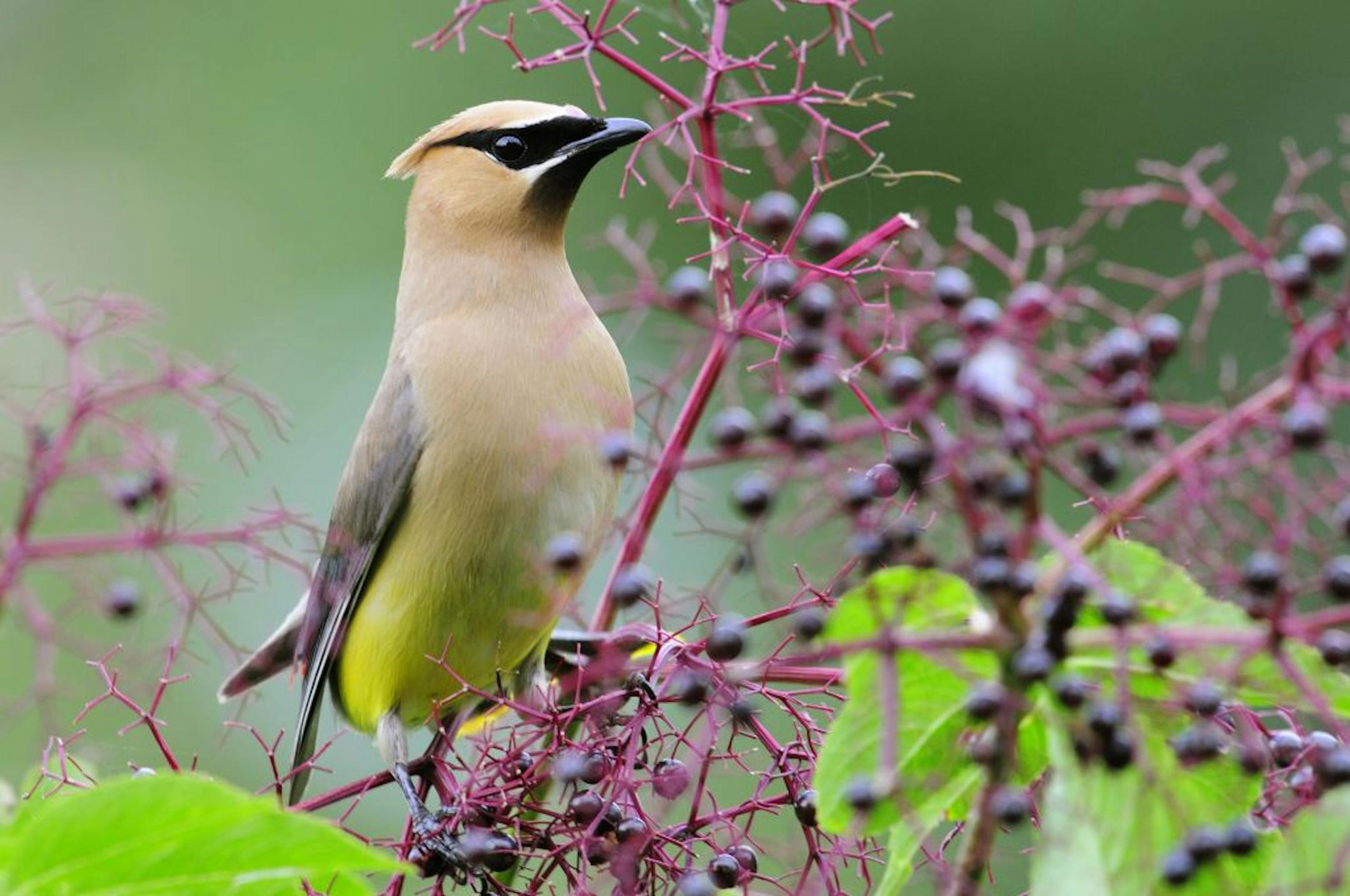 This cedar waxwing paused while feeding on the fruit of an American elderberry shrub in late summer. For the best results, plant a variety of trees and shrubs.