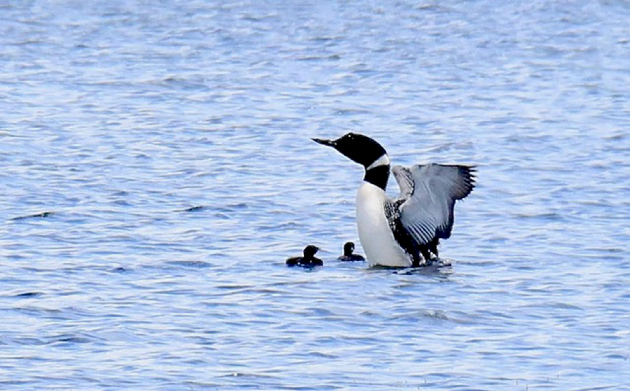 A common loon on the water with wings stretched and its two small chicks in front of it.