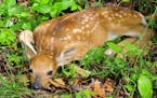 This white-tailed deer fawn was photographed in early June as it lie in it forest surroundings.