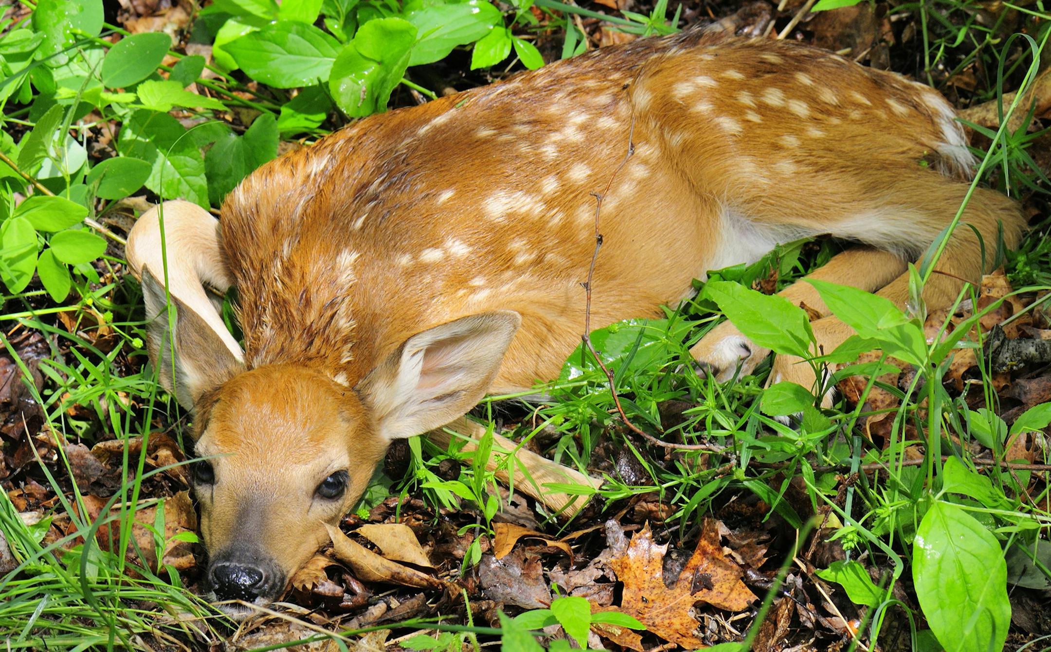 This white-tailed deer fawn was photographed in early June as it lie in it forest surroundings.