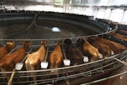 The milking carousel at Louriston Dairy in Murdock, Minn, operated by Riverview LLP, in a 2018 file photo.