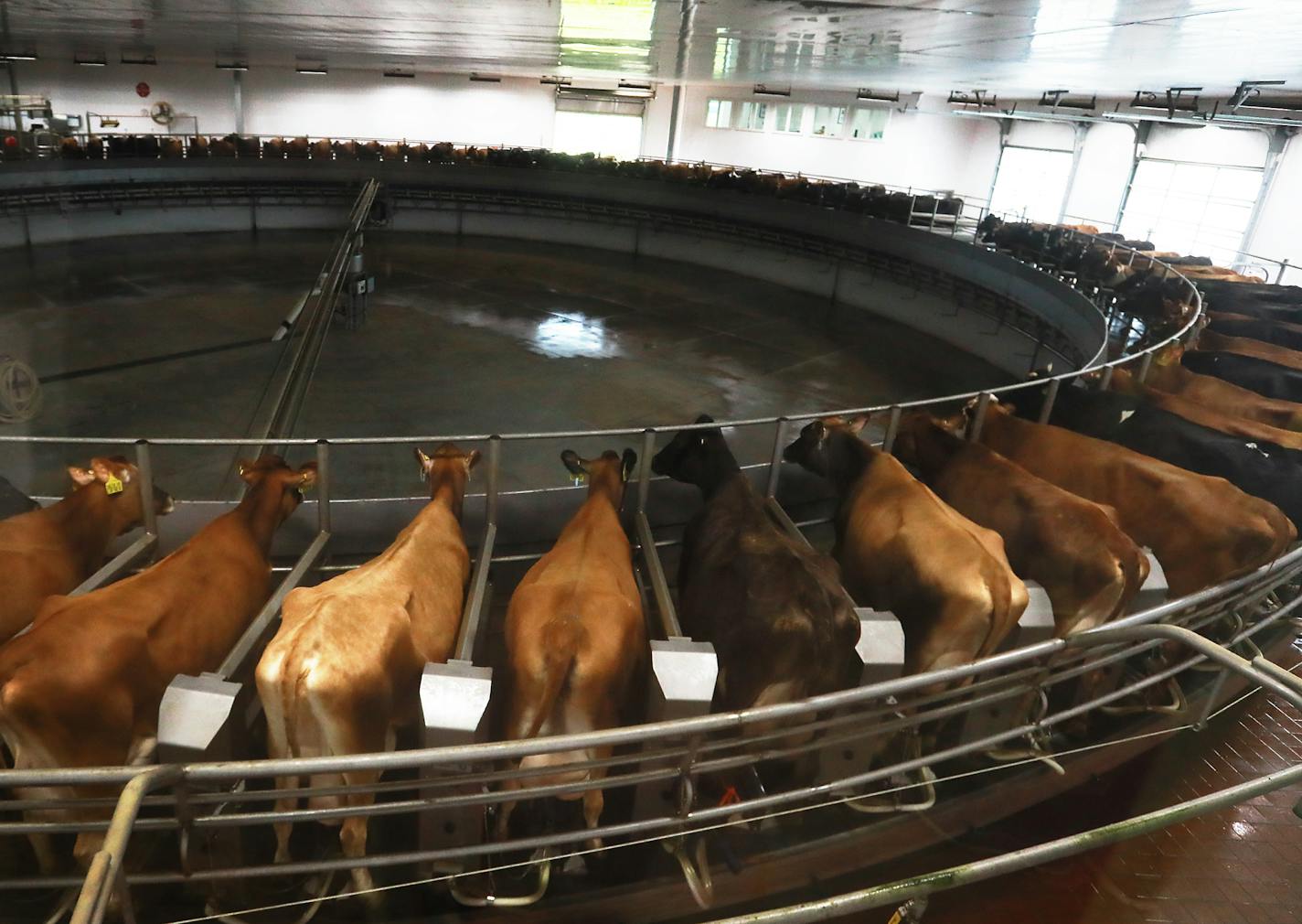 The milking carousel at Louriston Dairy in Murdock, Minn, operated by Riverview LLP, in a 2018 file photo.