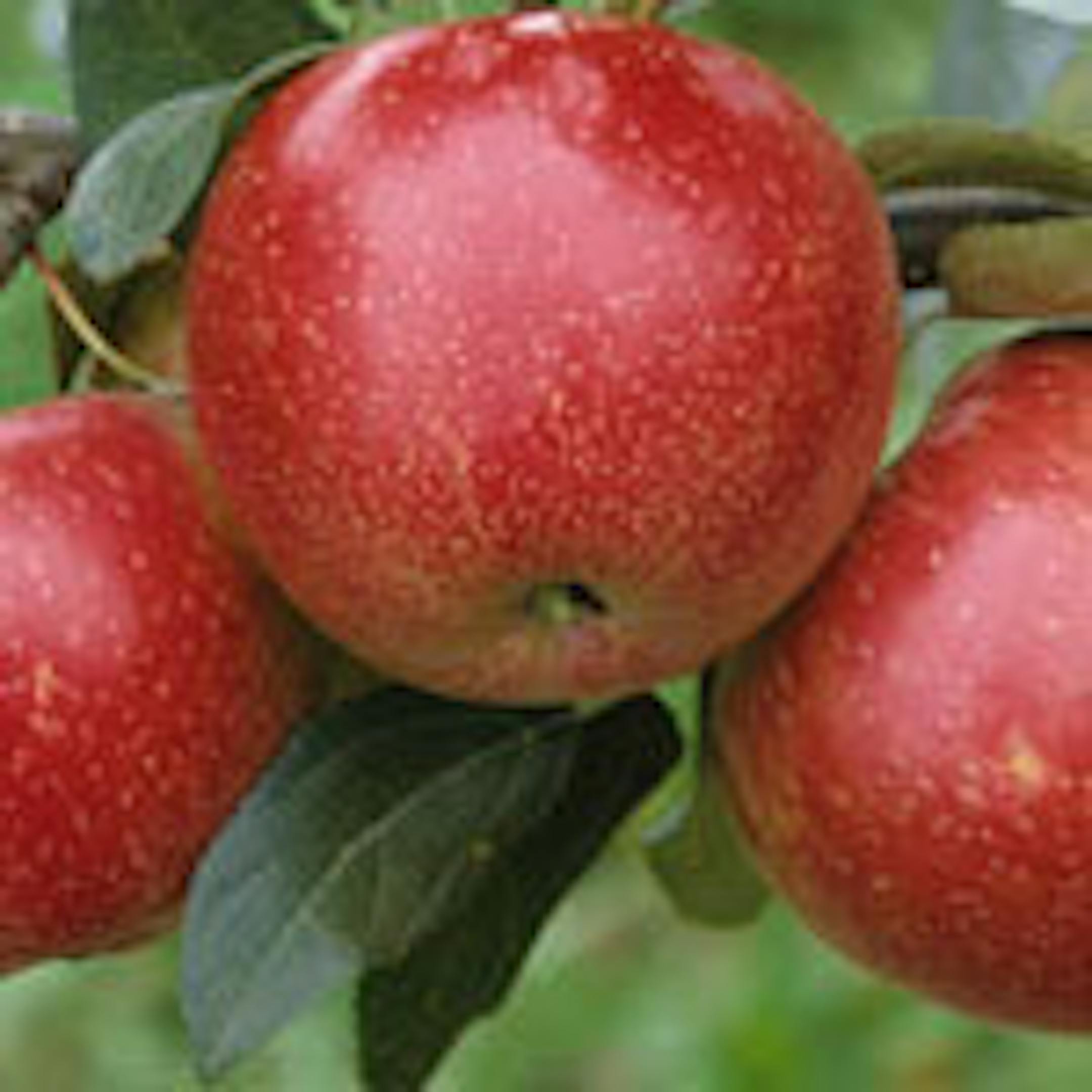 This year, you can reserve 4 pounds of the first SweeTango apples to hit the market through a new program from apple producers.