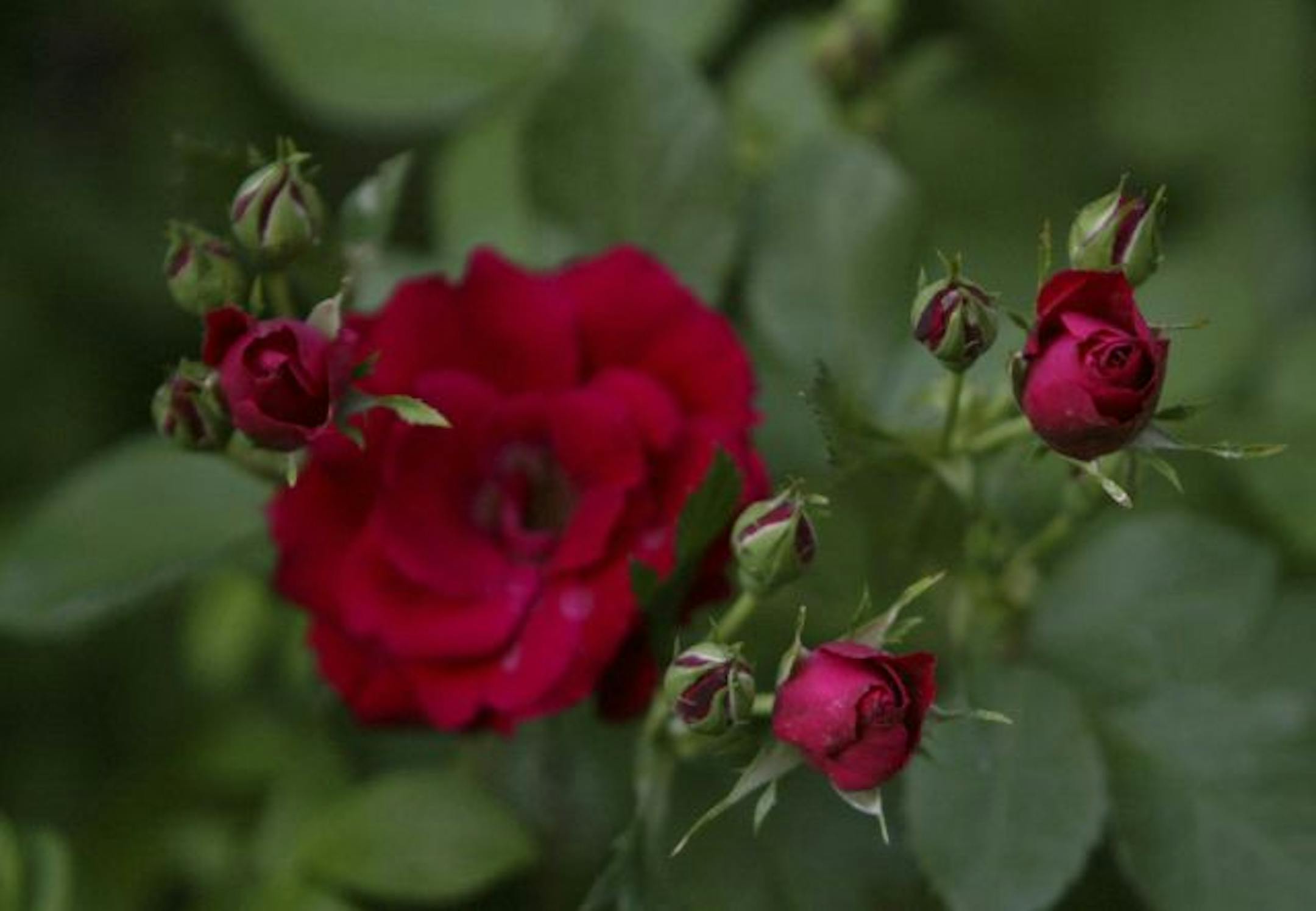 'Purple Pavement' is among the more commonly available pavement roses. Unlike some plants, it's as good as it sounds in catalogs.