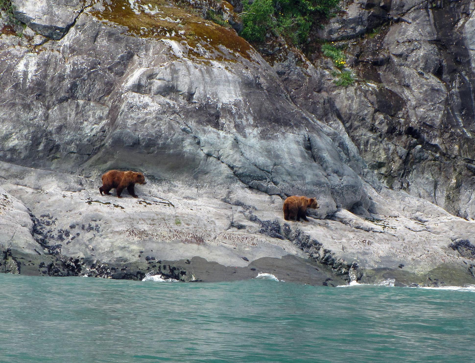 Brown bears were spotted along the shoreline from the tour boat. They roamed along, turning around rocks on beaches to look for salty tidal delicacies.