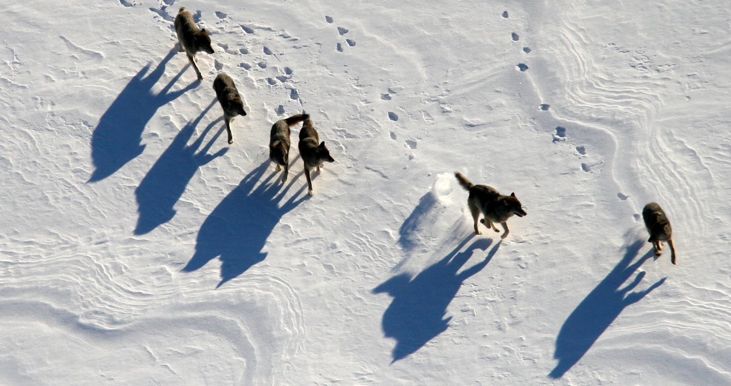 BRIAN PETERSON &#xa5;&#xca;brian.peterson@startribune.com Isle Royale National Park, 9/16/2009 ] Isle Royale is also home to the world&#xd5;s longest continuous study of a predator-prey relationship. Moose swam to the island and were living there in the early 1900s. Decades later, wolves crossed a natural ice bridge from Canada in 1949. Isle Royale is an ideal outdoor laboratory to study the wolves and moose. Because there are no roads and vehicles, or cabin-building, or human hunting, researche