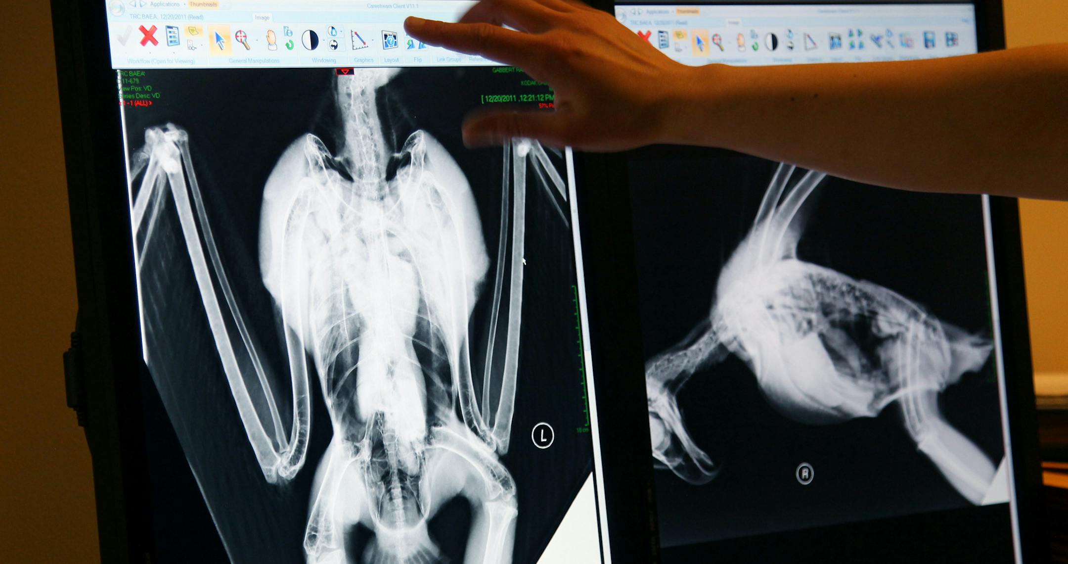 Dr. Irene Bueno, a Veterinary Resident, examined the eagle's x-ray at the University of Minnesota, Friday, January 6, 2012. Eagles are dying from lead poisoning after eating the deer gut piles left by hunters. The eagles are ingesting fragments of the lead bullets, leading to their death. The problem could easily be remedied if hunters switched to non-toxic ammo or disposed of the gut piles.(ELIZABETH FLORES/STAR TRIBUNE) ELIZABETH FLORES ¥ eflores@startribune.com