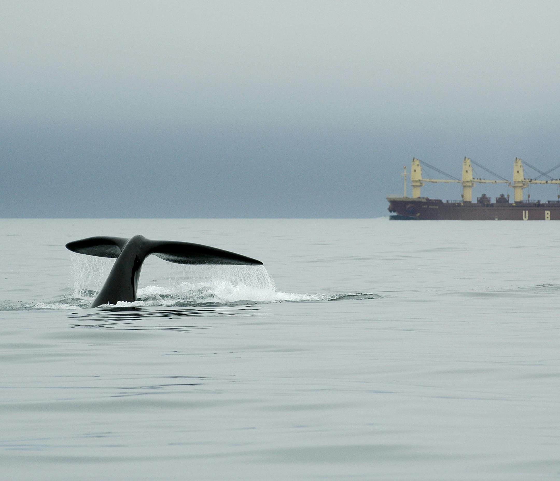 In this Sept. 10, 2007 photo released by the New England Aquarium, a right whale dives near a ship in Canadaís Bay of Fundy. A study published in London Feb. 8, 2012 shows that reduced ship traffic in the Bay of Fundy after Sept. 11, 2001 resulted in a significant decrease in underwater noise and a corresponding reduction of stress hormones in right whales. (AP Photo/New England Aquarium)