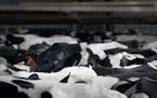 Dairy cows wait outside of the milking parlor at Daley Farms of Lewiston, Minn., on Feb. 17, 2020. After a ruling in 2019, the MPCA started disclo