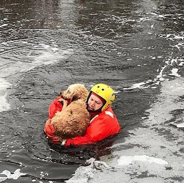 Volunteer Bloomington firefighters Robby Smith huddled a dog in upper Penn Lake near Haeg Park as he ferried it to safety Wednesday.