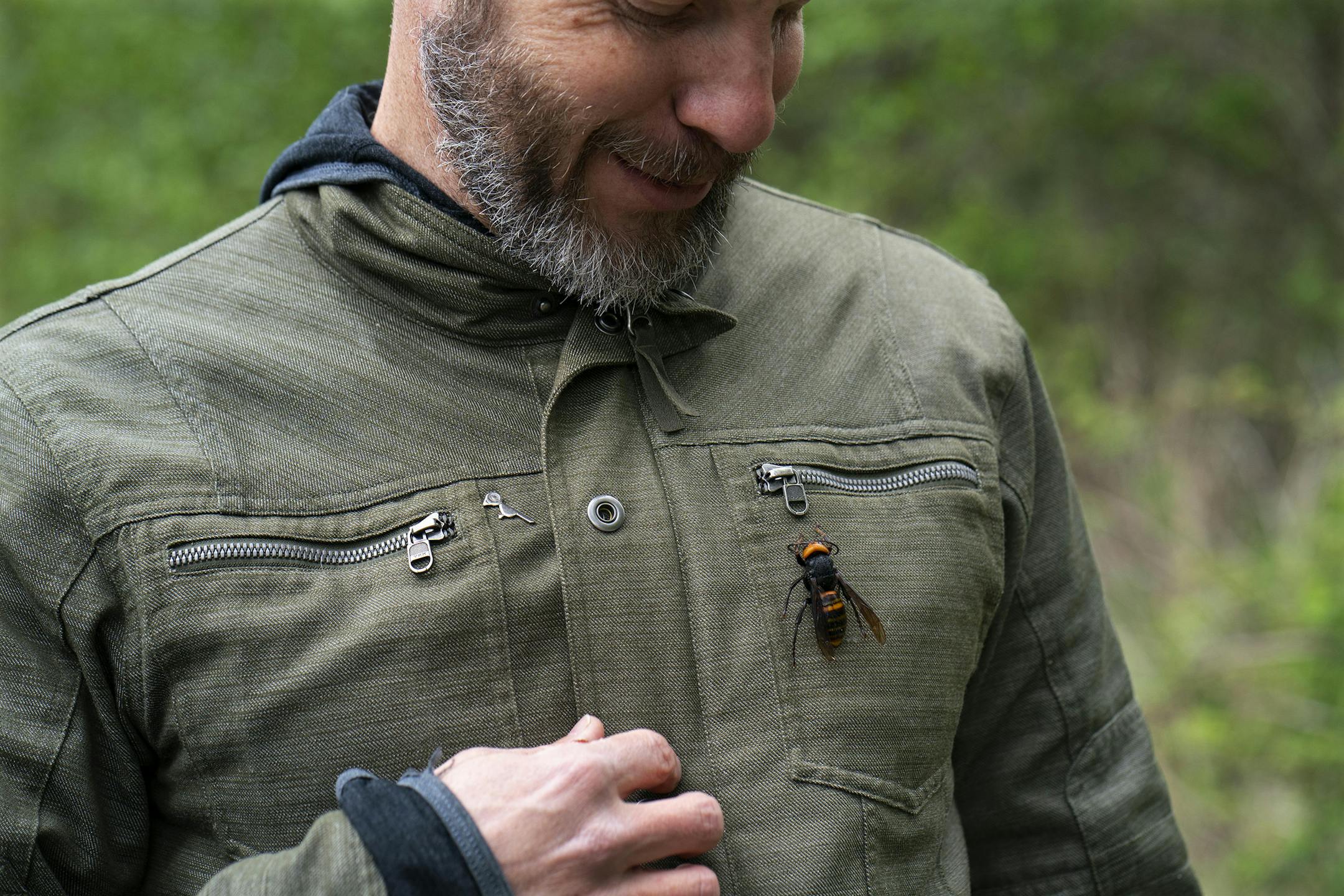 Chris Looney, a Washington State entomologist, displays a dead two-inch Asian giant hornet on his jacket in Blaine, Wash. on April 23, 2020. Sightings of the Asian giant hornet have prompted fears that the vicious insect could establish itself in the United States and devastate bee populations. (Ruth Fremson / The New York Times)