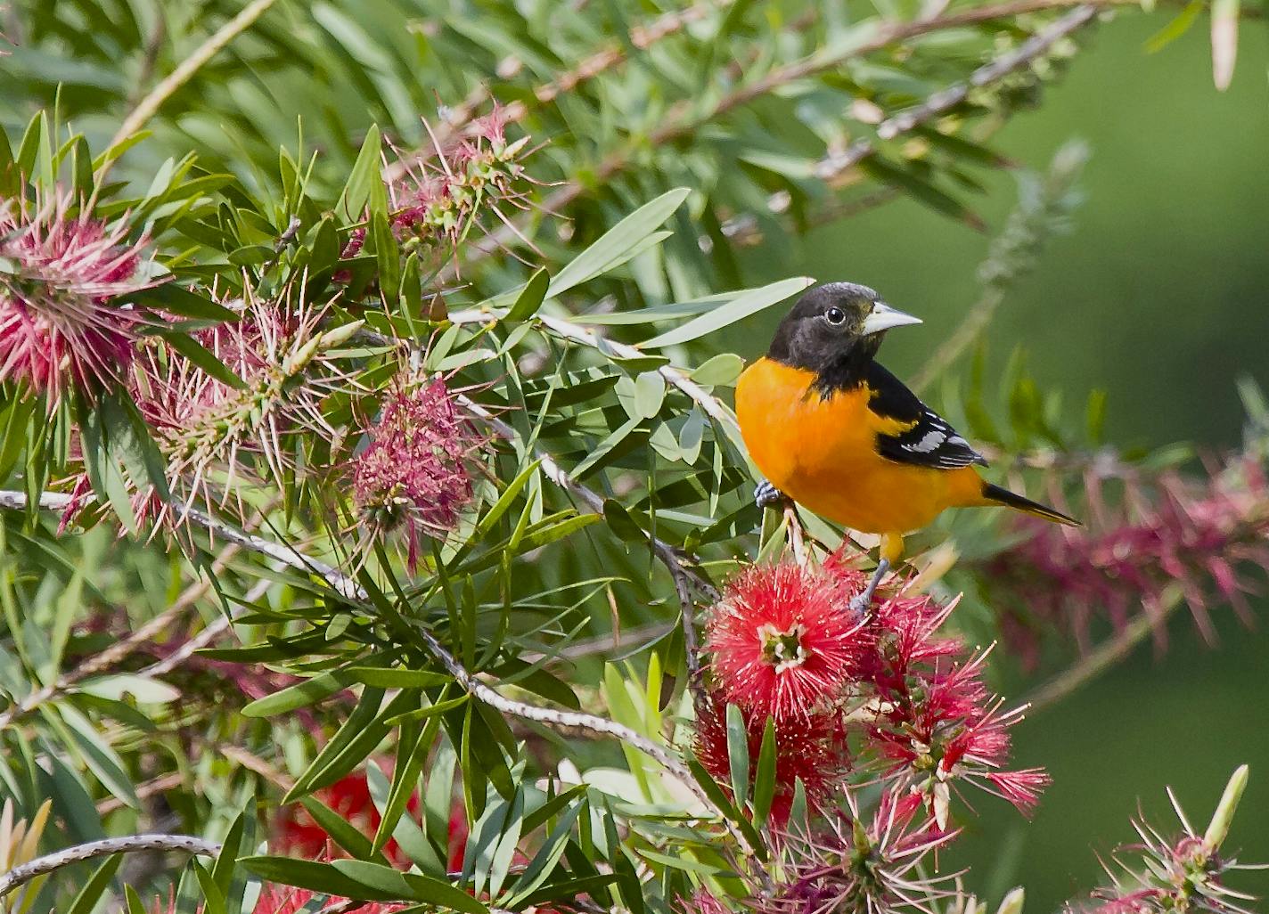 Photo by Ben Wilson
Fair weather friend: Baltimore orioles leave our region for warmer climates in September and return in early May, just in time to feast on newly emerged insects.