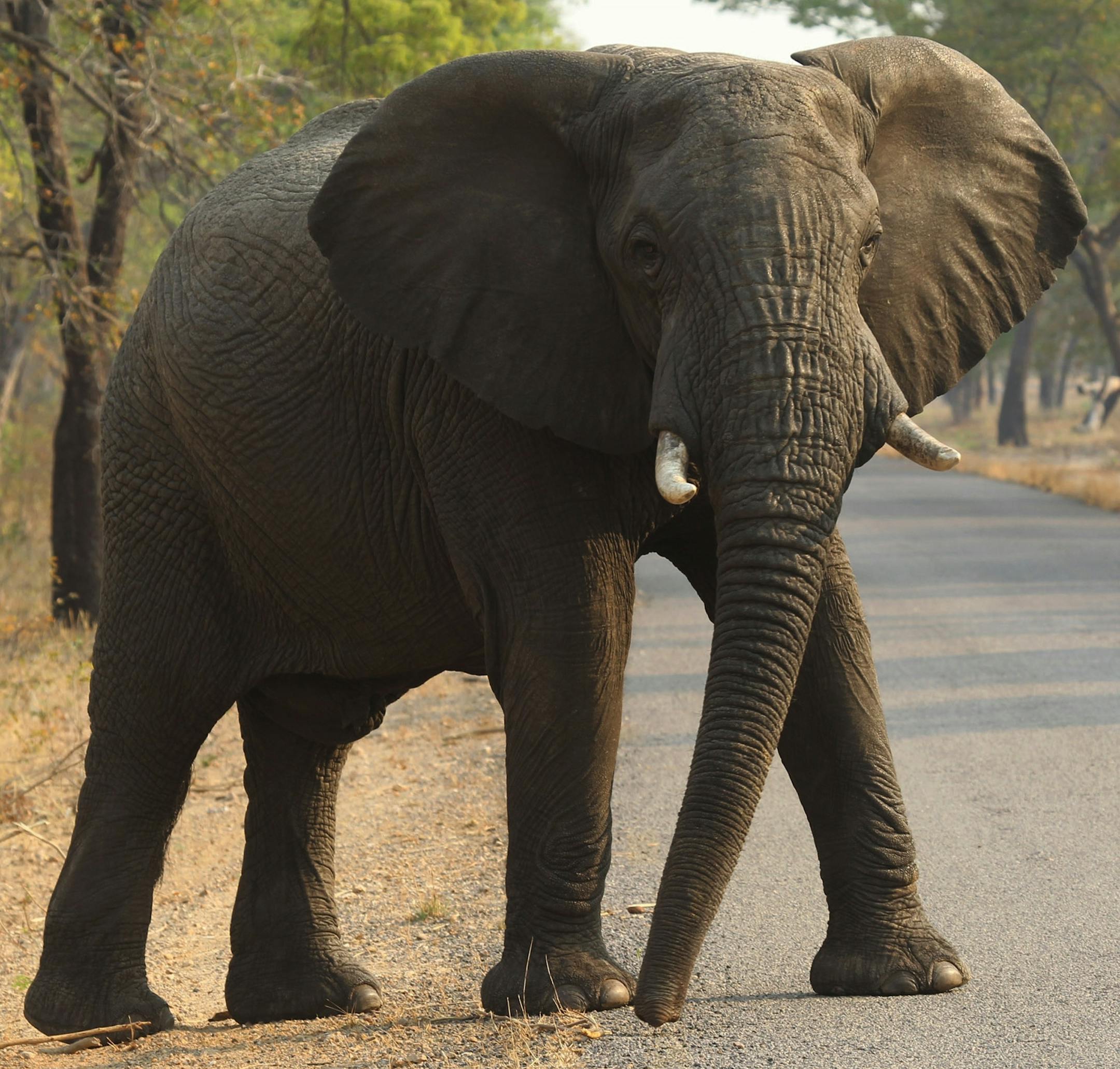 FLIE- In this photo taken on Thursday, Oct. 1, 2015, an elephant crosses the road in Hwange National Park, about 700 kilometers south west of Harare, Zimbabwe. Cyanide poisoning has killed 22 elephants in Zimbabweís Hwange National Park, the Zimbabwe National Parks and Wildlife Management Authority said on Monday Oct. 26, 2015. This brings to 62 the number of elephants poisoned by poachers in this southern Africa country in October. (AP Photo/Tsvangirayi Mukwazhi, FILE)
