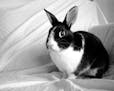 Dutch rabbit, from istockphoto.com