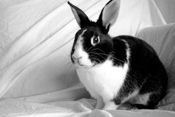 Dutch rabbit, from istockphoto.com