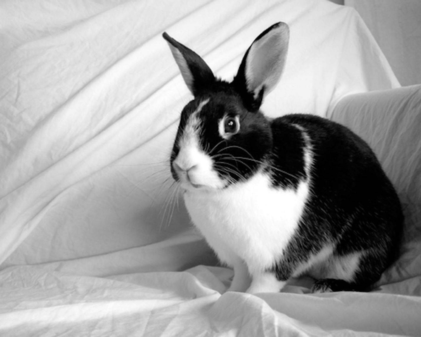 Dutch rabbit, from istockphoto.com