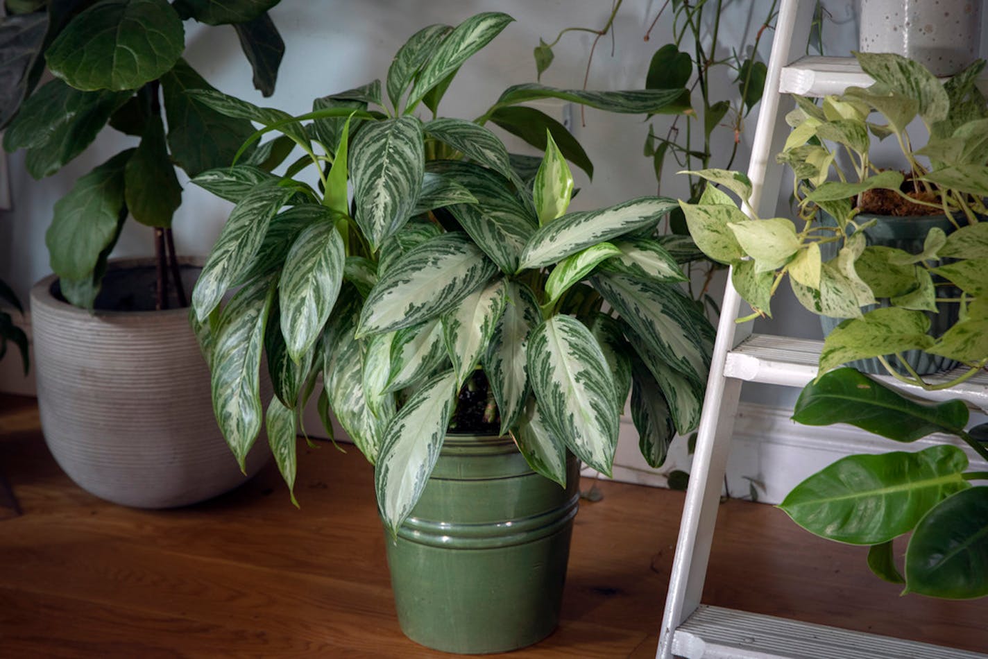 Plants in the home of Brendan and Alexi Coffey in Redding, Conn., on Dec. 7, 2020. They started their business, Steward, to help people become successful plant growers. (Tony Cenicola/The New York Times) ORG XMIT: XNYT38