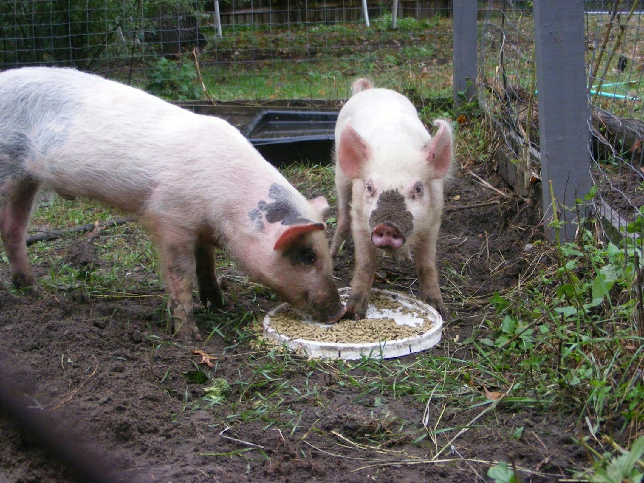 Andy, left, and Annie at their temporary foster home in Andover.