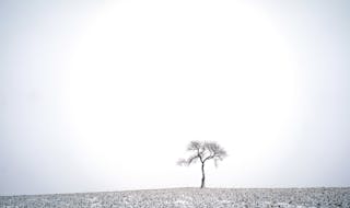 A solitary tree stood in a corn field north of Crane Creek Road in Owatonna, Minnesota after snow fell on Tuesday, January 7, 2019. 