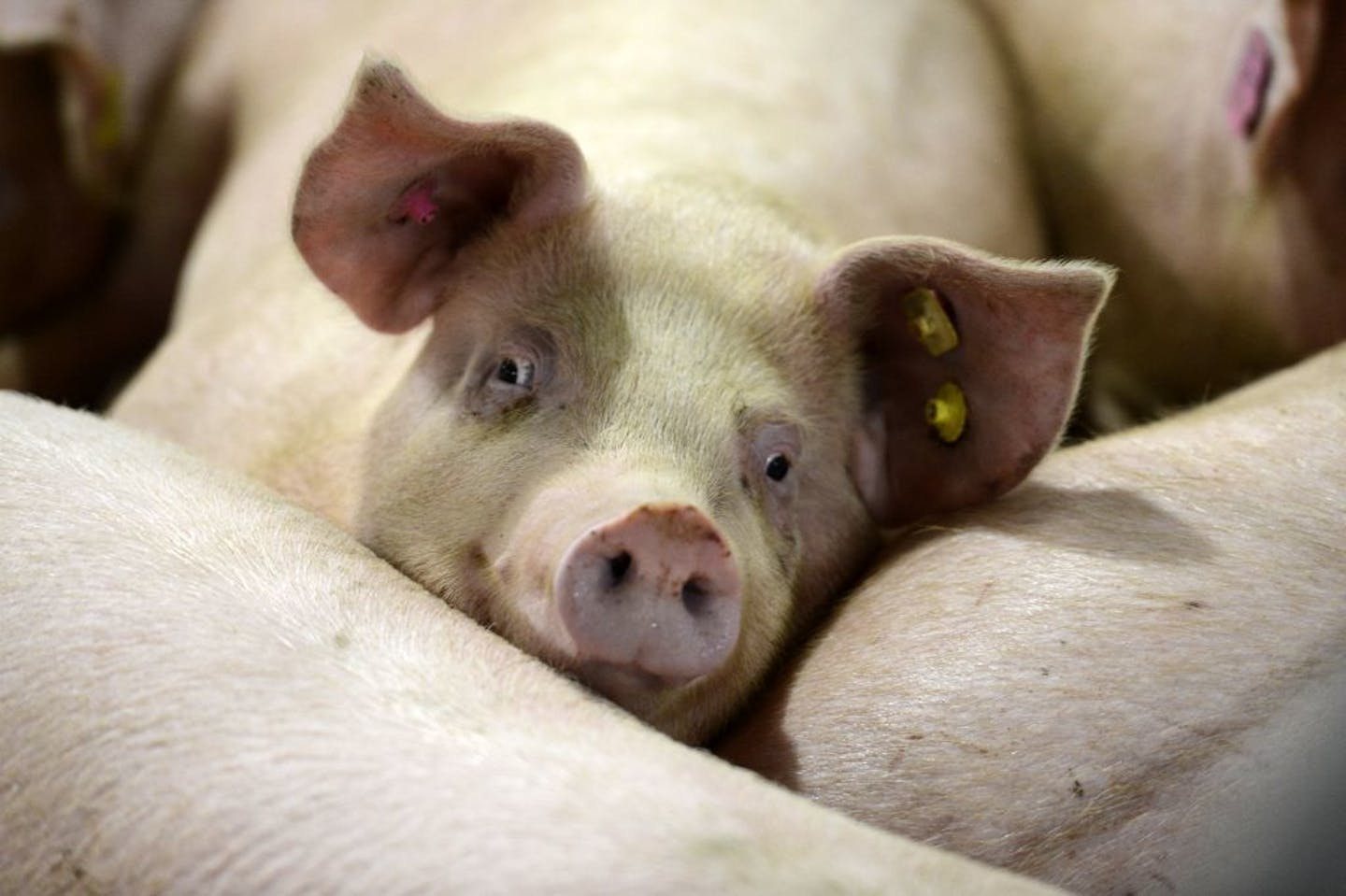 In this May 6, 2013 photo, hogs are seen at C&H Hog Farm in Mount Judea, Ark. Officials have put another temporary hold on new permits for hog farms near the Buffalo National River in northern Arkansas.