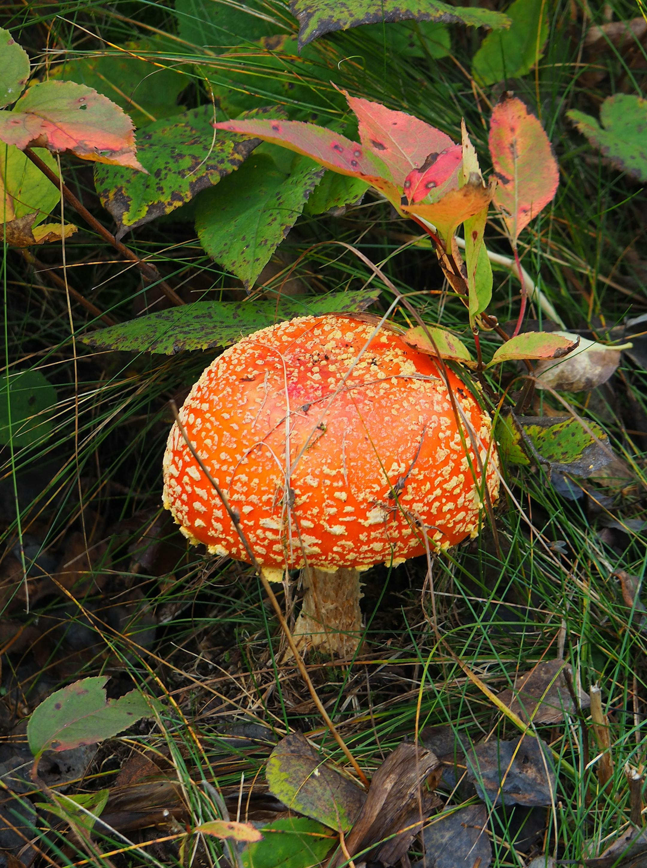 was taken while hiking in the Cascade River State Park, it is called Fly Amanita
My info:
Name: Judy Trousdell, Rochester