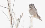 Northern hawk owl.