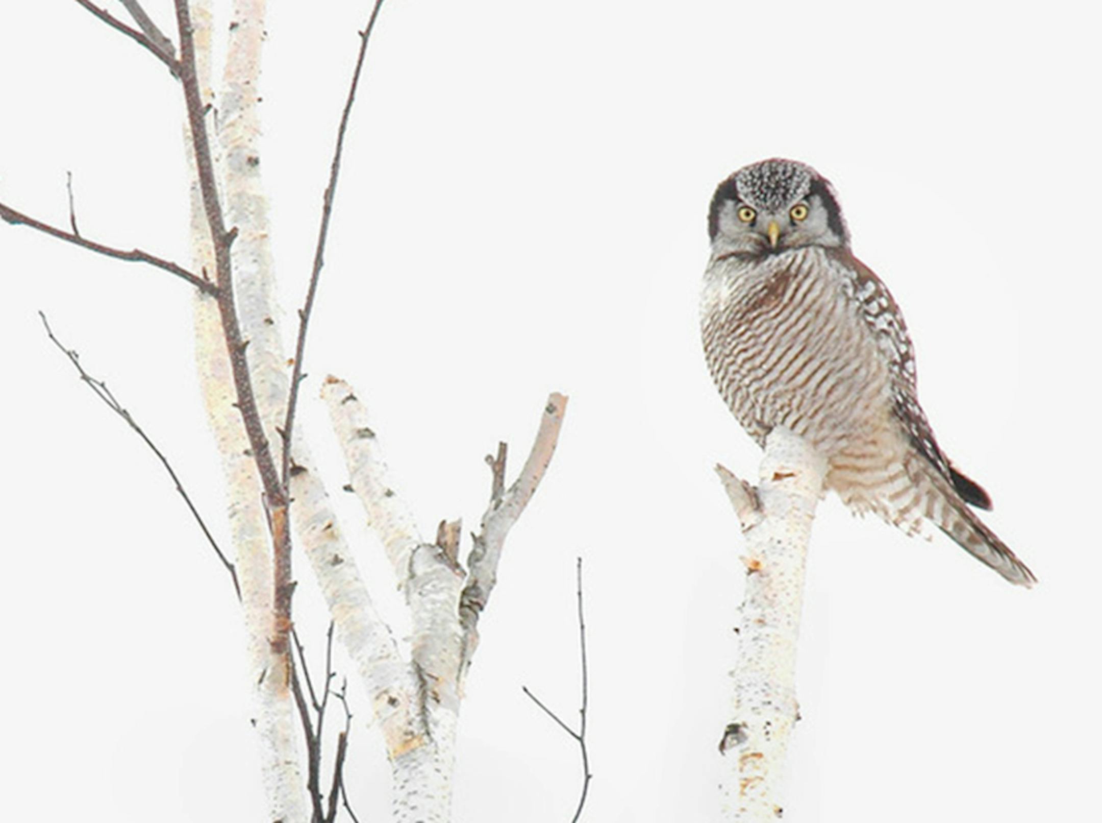 Northern hawk owl.