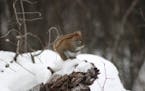 Know your red squirrels from the grays