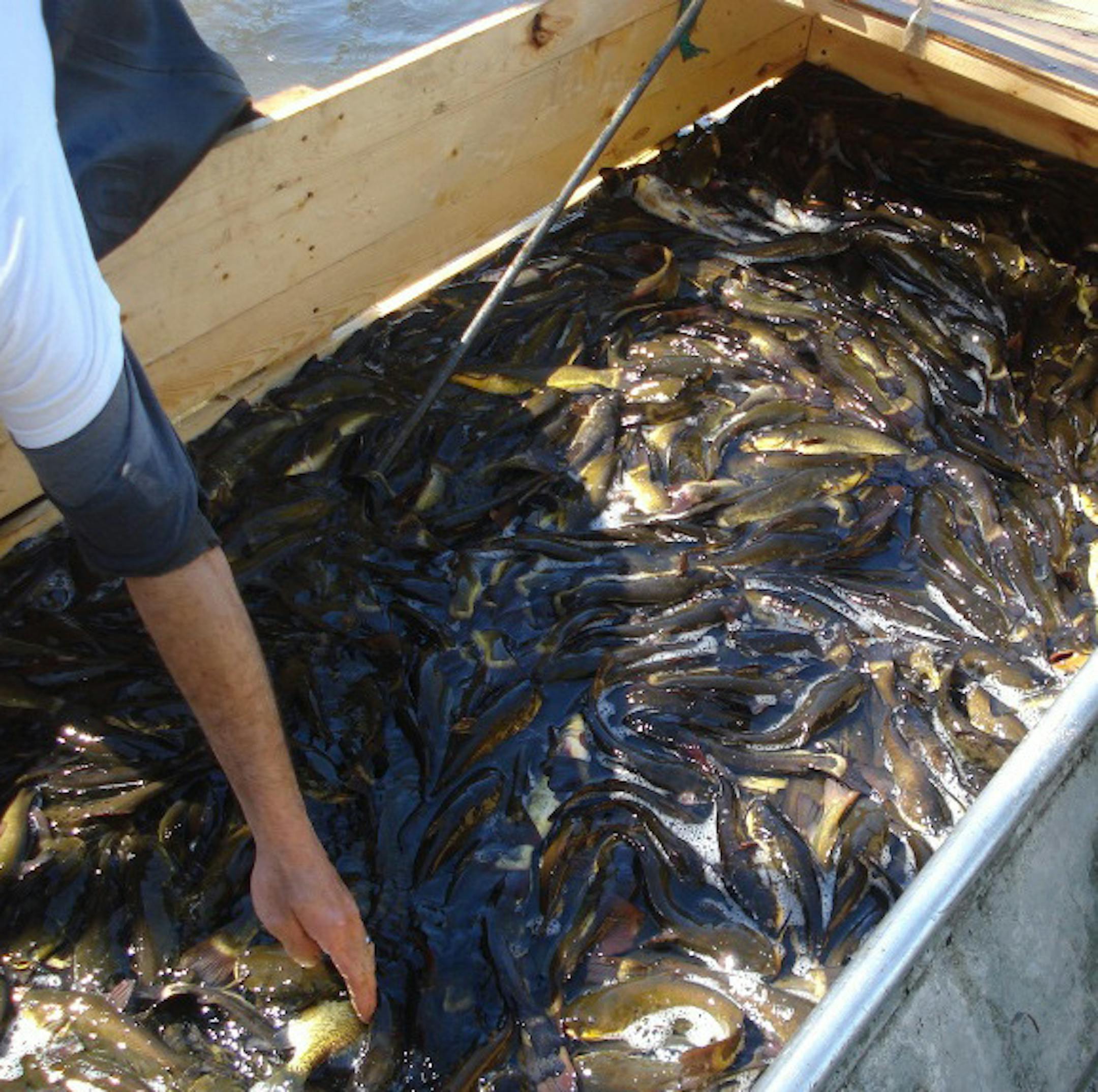 This is a photo from the Vadnais Lake Area Watershed Management Organization showing the removal of bullheads from Goose Lake last spring to help reduce pollution. A similar removal effort takes place next month.