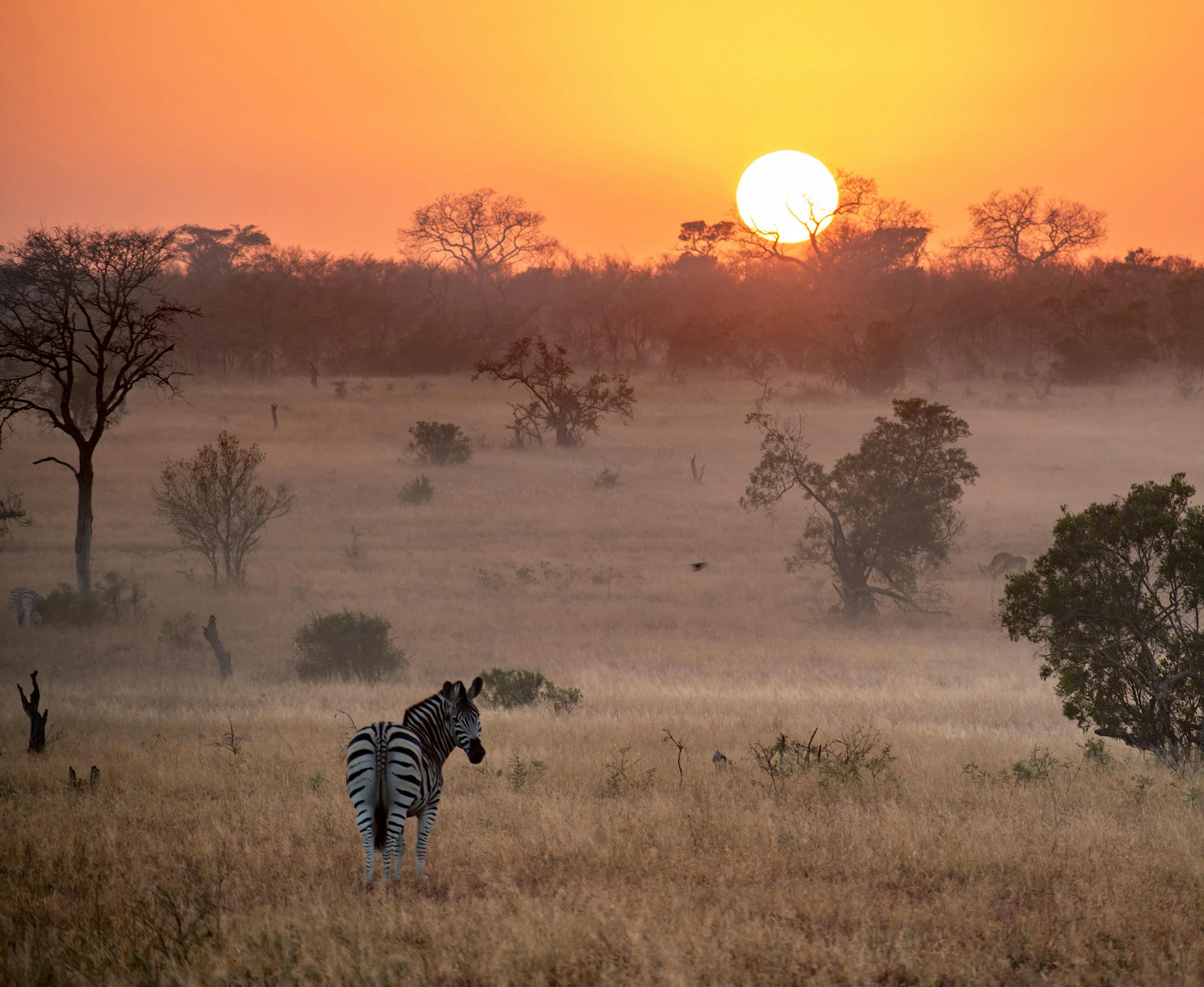 Thank you for choosing Andy's picture! He's very excited. He's away at college so I had him answer the questions. Here is his reply: Where were you ñwith as much details as possible-- when you took this photo? What does it show? Tell me about the game drive you were on when you got this shot, and the time of day. The photo was taken during an early morning South African sunrise at Sabi Sands Game Reserve, which is adjacent to Kruger National Park. The picture features a solo zebra looking b