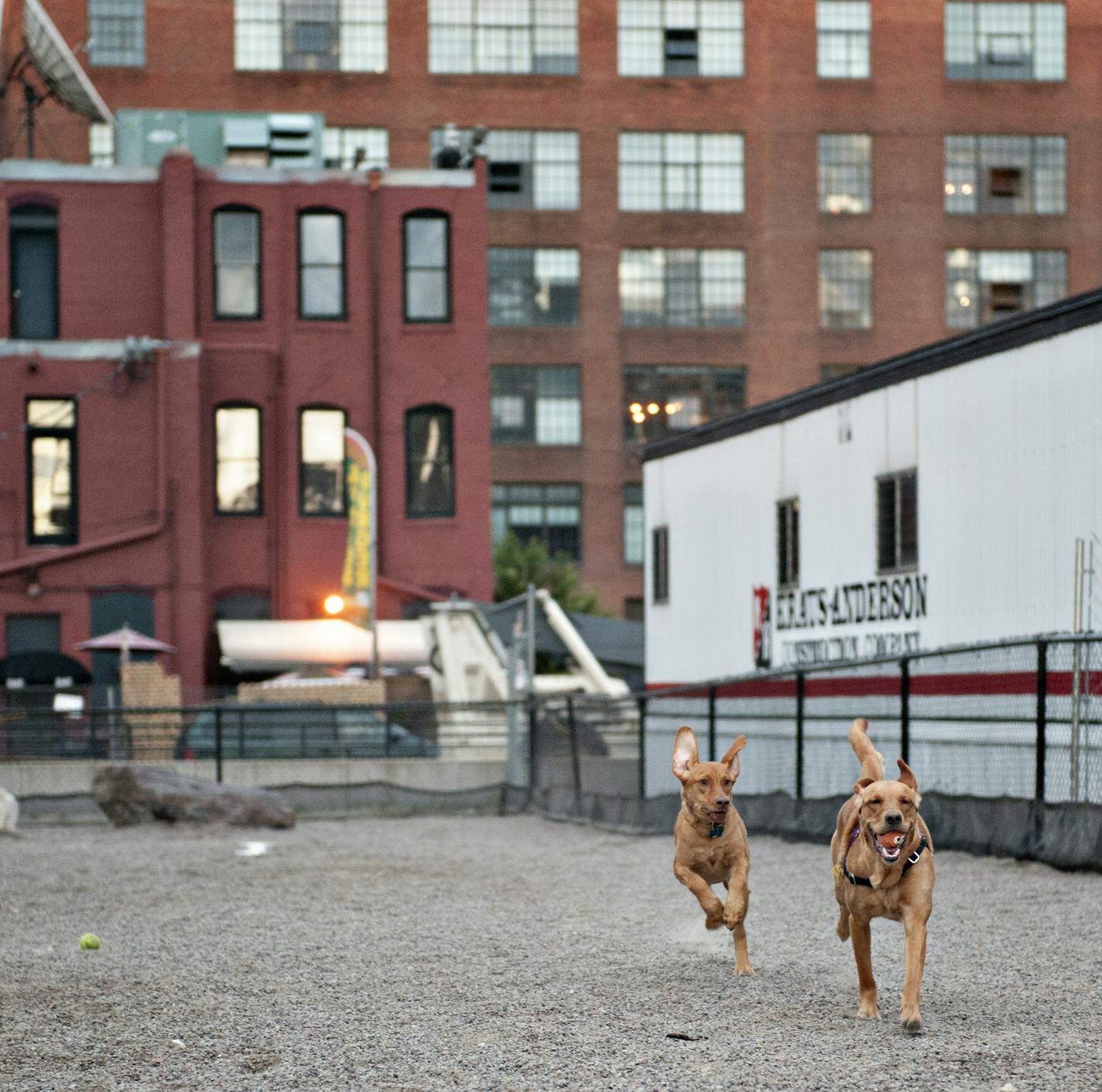 Ellie, a young Golden Retriever and Black Lab mix, on the right, runs with Magda, an 8-month-old Viszla Lab mix at the North Loop dog park in downtown Minneapolis on July 26, 2013.