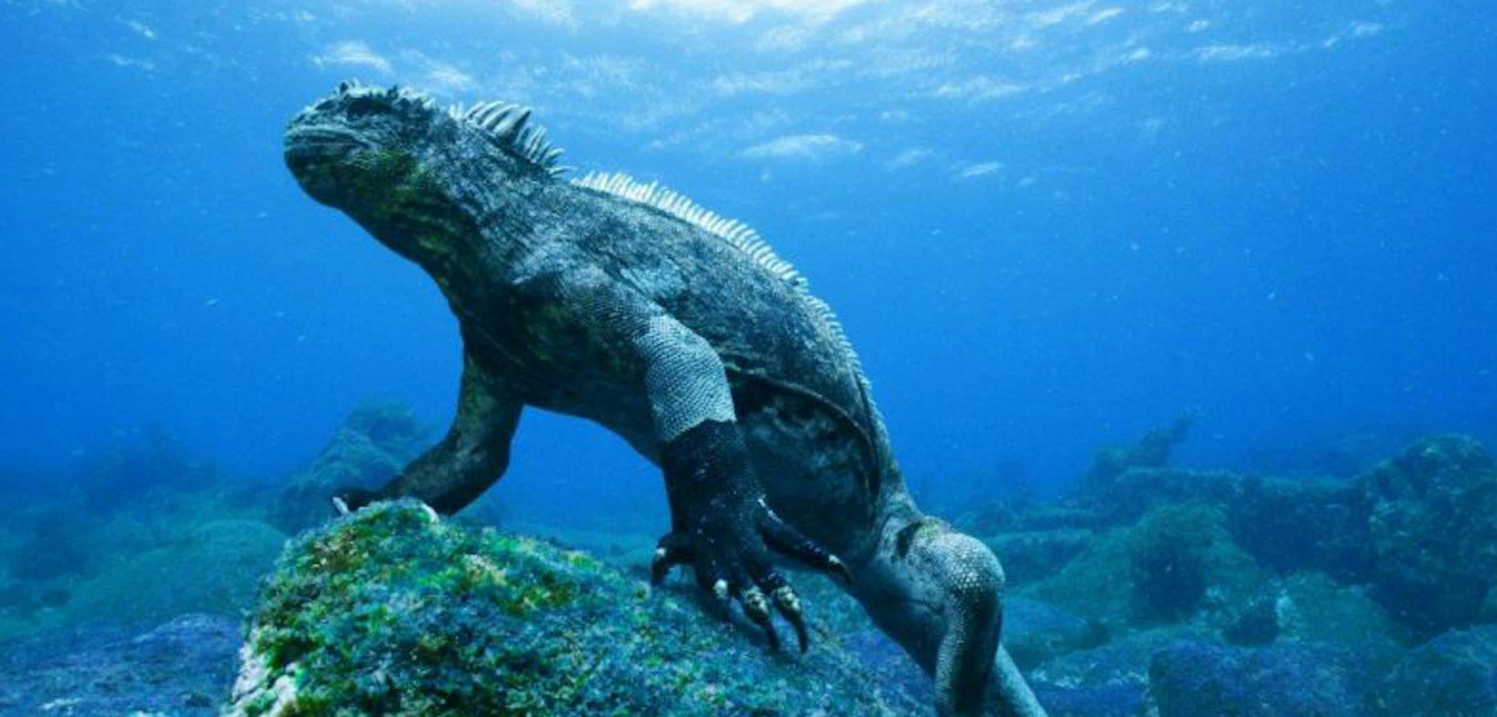 nWAVE Pictures "Galapagos 3D: Nature‚Äôs Wonderland"