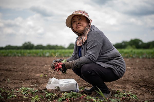 Mae Yang cleaned raddishs with his her husband WaLee Xiong,on their10 acres farm at the Hmong Americans Farmers Association Monday June 12,2023 in Ver